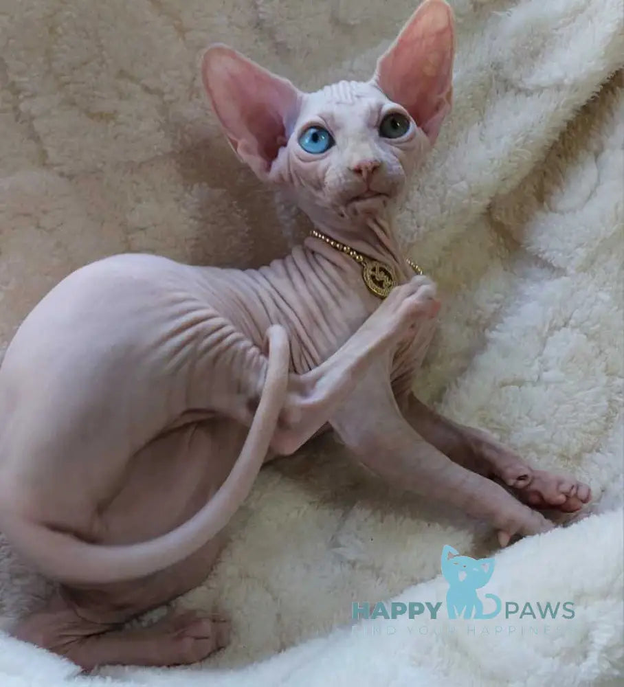Tina Canadian Sphynx female white live animals