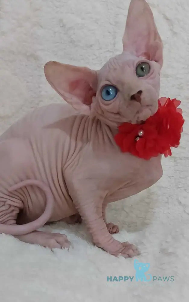Tina Canadian Sphynx female white live animals