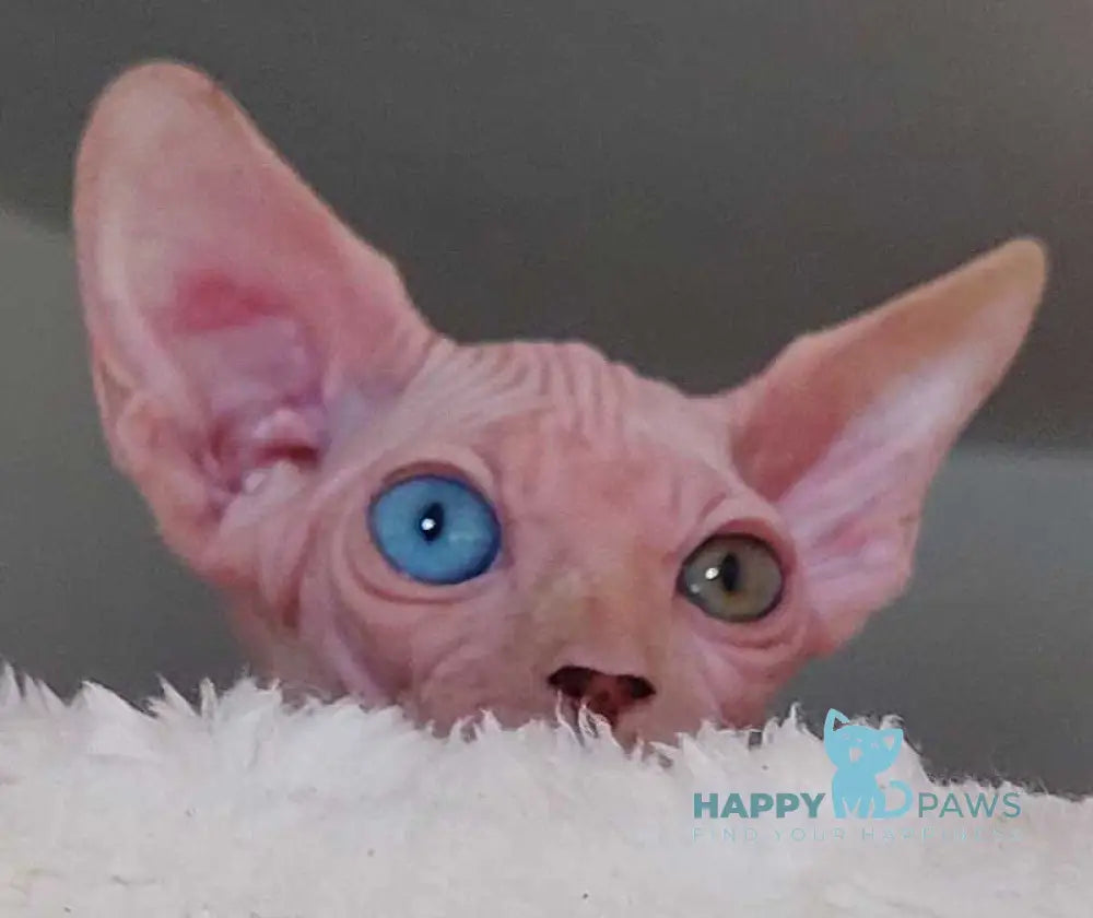 Tina Canadian Sphynx female white live animals