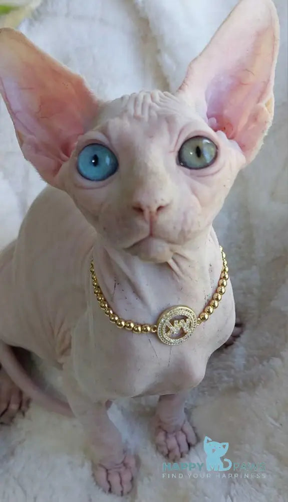 Tina Canadian Sphynx female white live animals