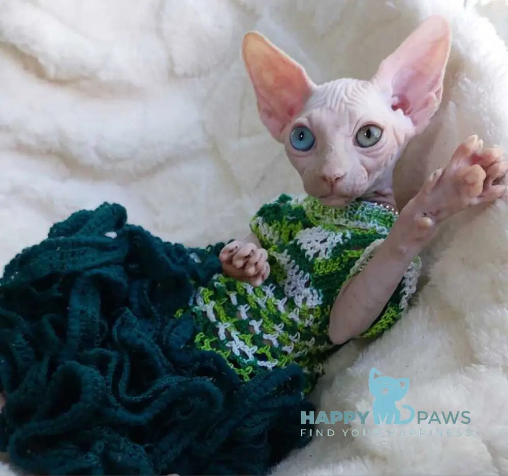 Tina Canadian Sphynx female white live animals