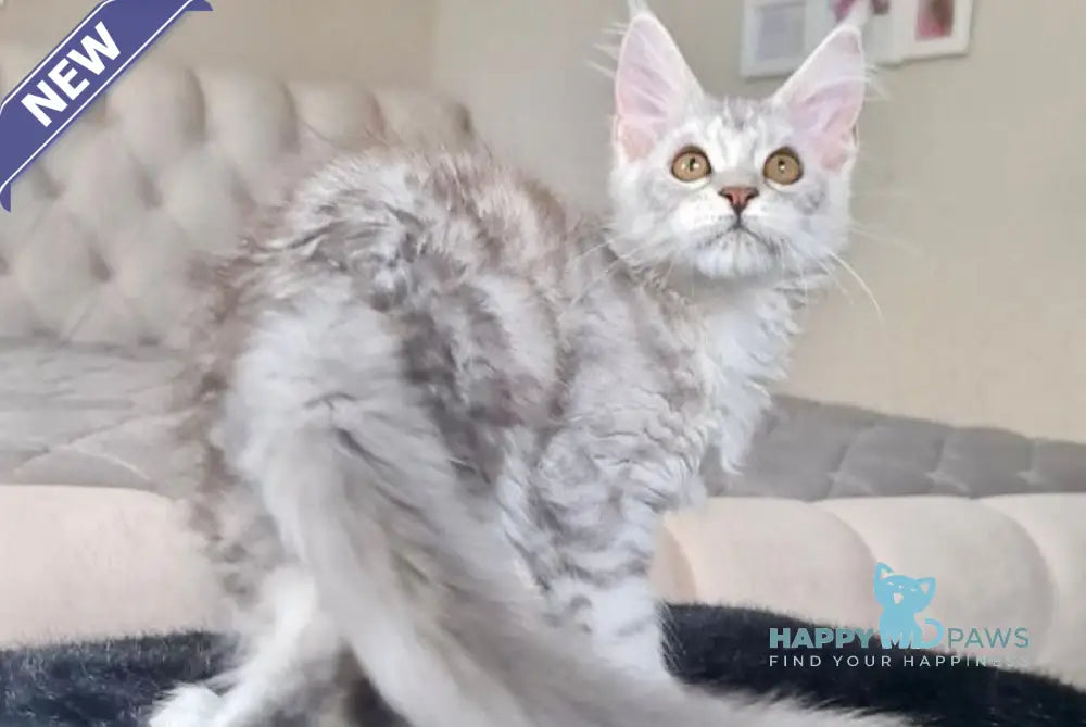 Tina Maine Coon female blue silver tabby live animals