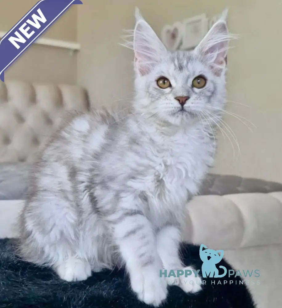 Tina Maine Coon female blue silver tabby live animals
