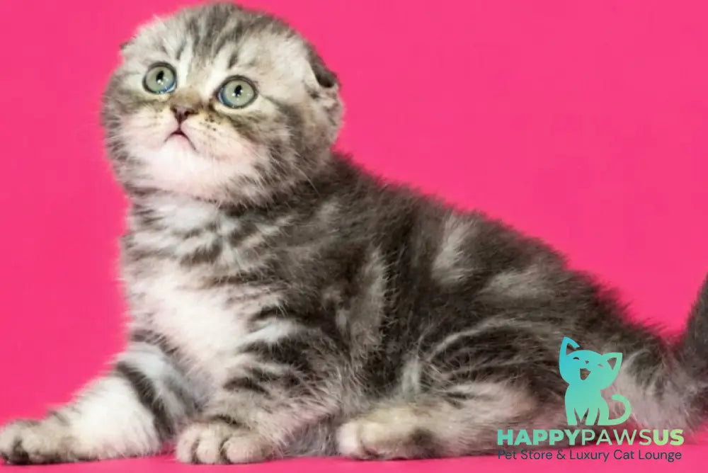 Tina Scottish Fold female blue tabby - live animals