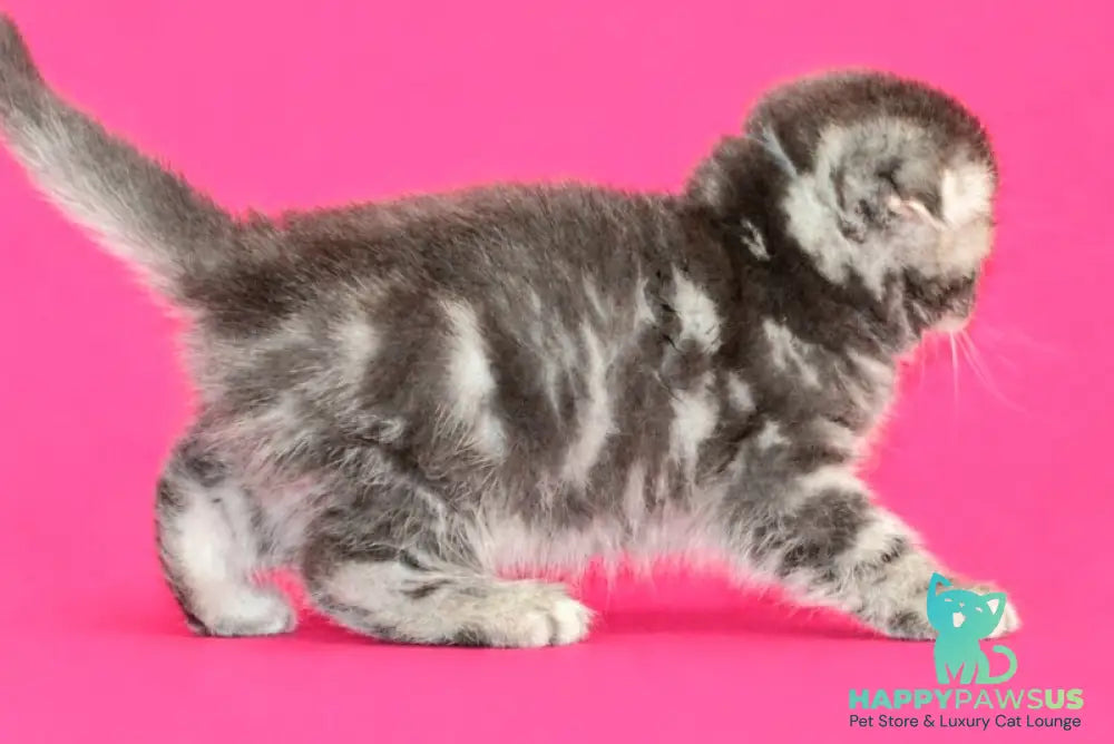 Tina Scottish Fold female blue tabby - live animals
