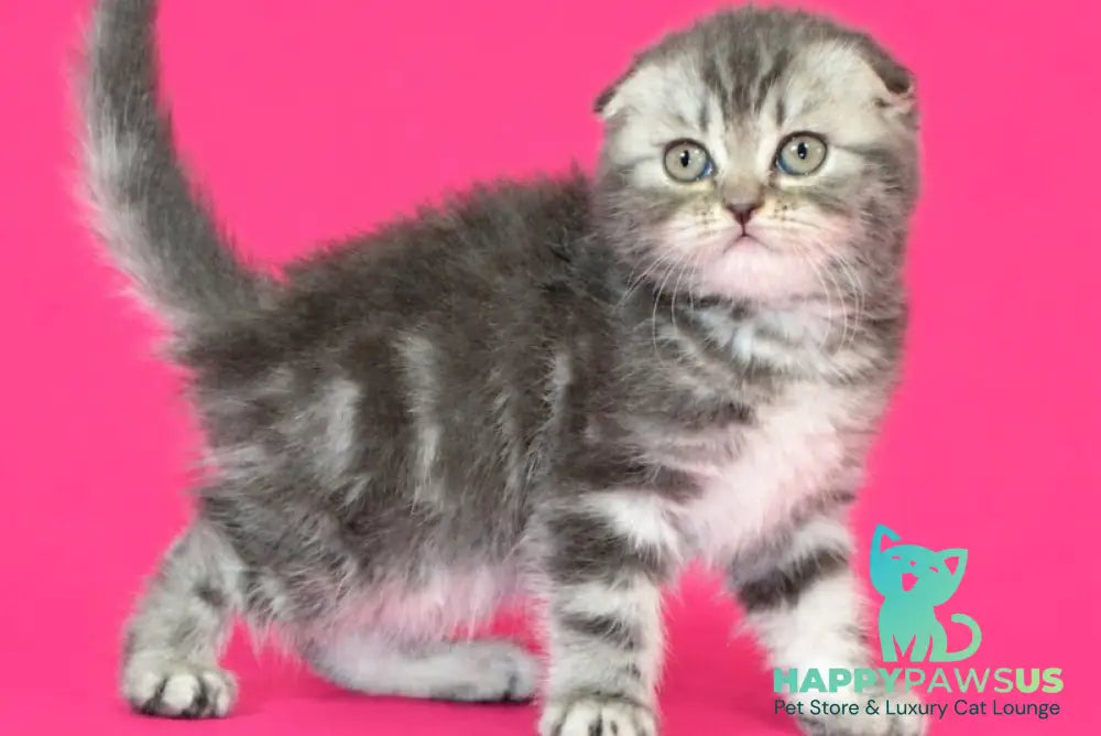 Tina Scottish Fold female blue tabby - live animals