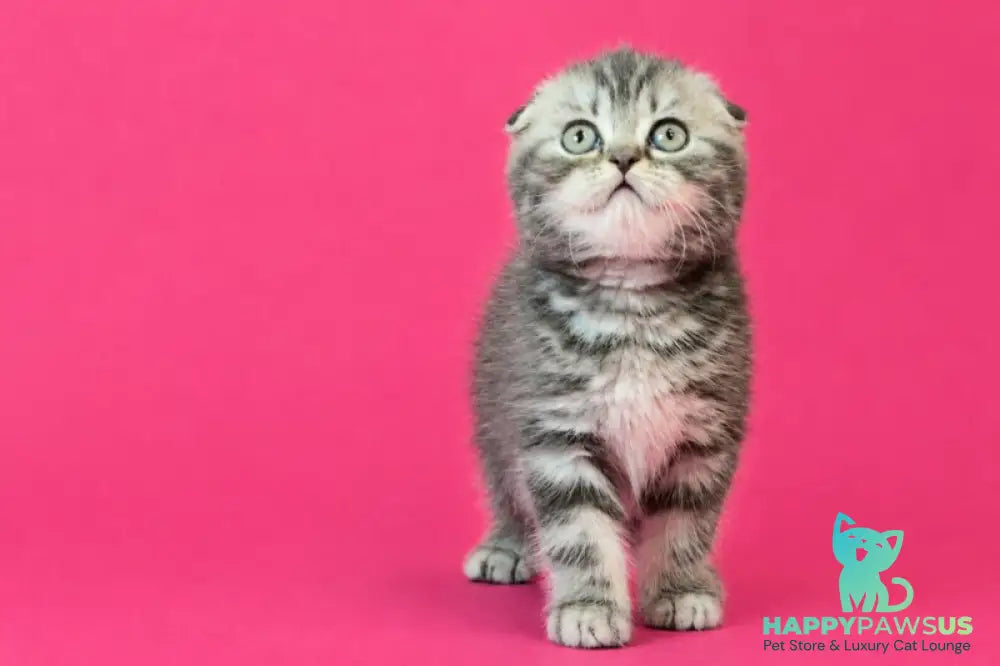 Tina Scottish Fold female blue tabby - live animals