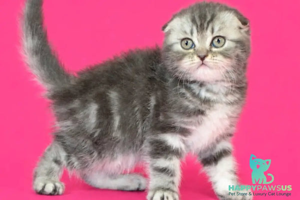 Tina Scottish Fold female blue tabby - live animals