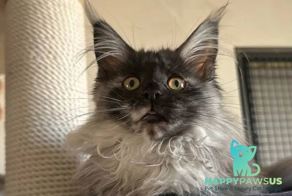 Tinky Maine Coon female black tortie silver tabby - live animals