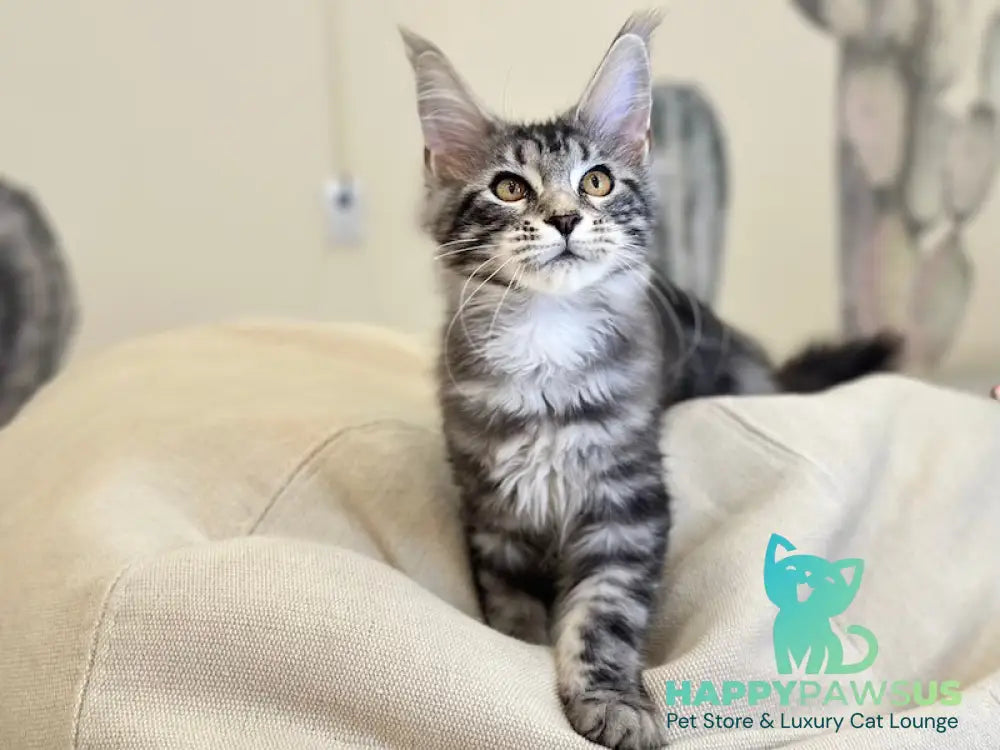 Tiny Maine Coon male black silver tabby live animals
