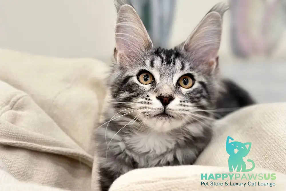 Tiny Maine Coon male black silver tabby live animals