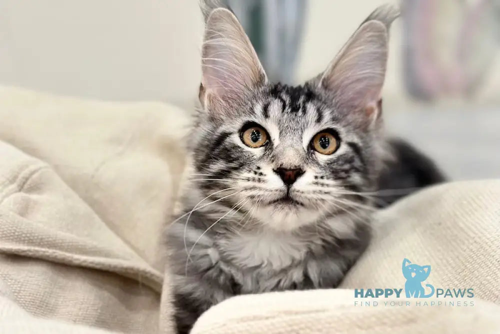 Tiny Maine Coon male black silver tabby live animals