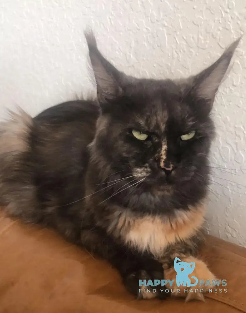 Tiny Maine Coon male black silver tabby live animals
