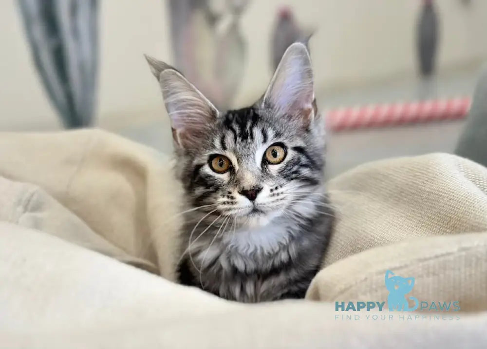 Tiny Maine Coon male black silver tabby live animals