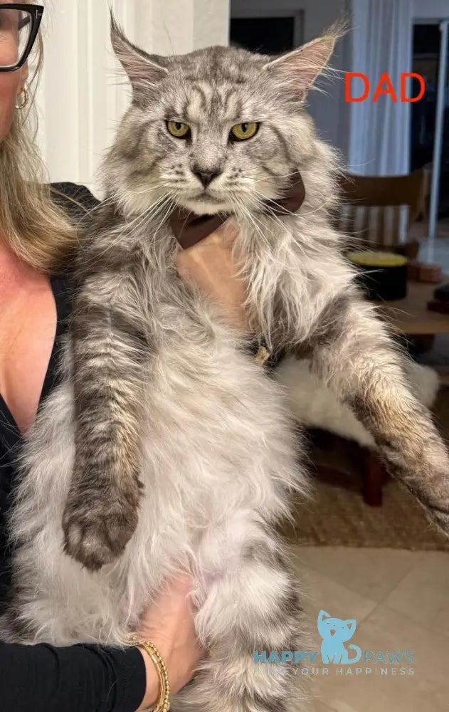 Tiny Maine Coon male black silver tabby live animals