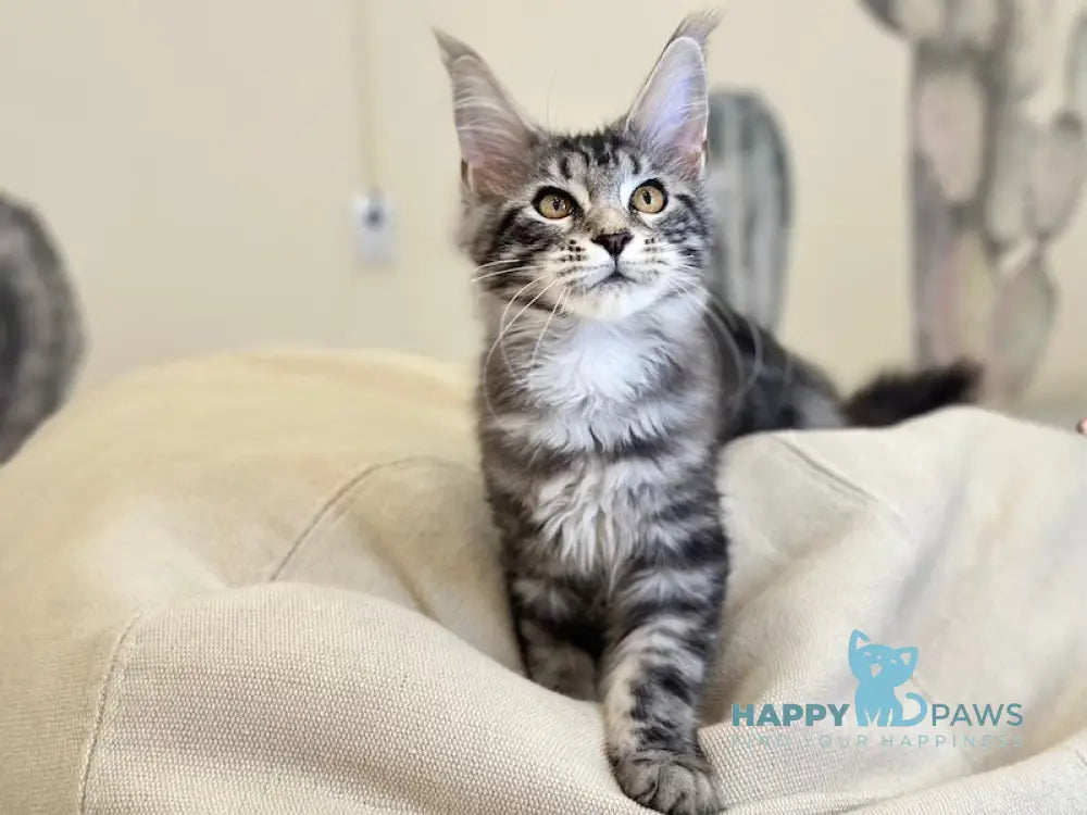 Tiny Maine Coon male black silver tabby live animals