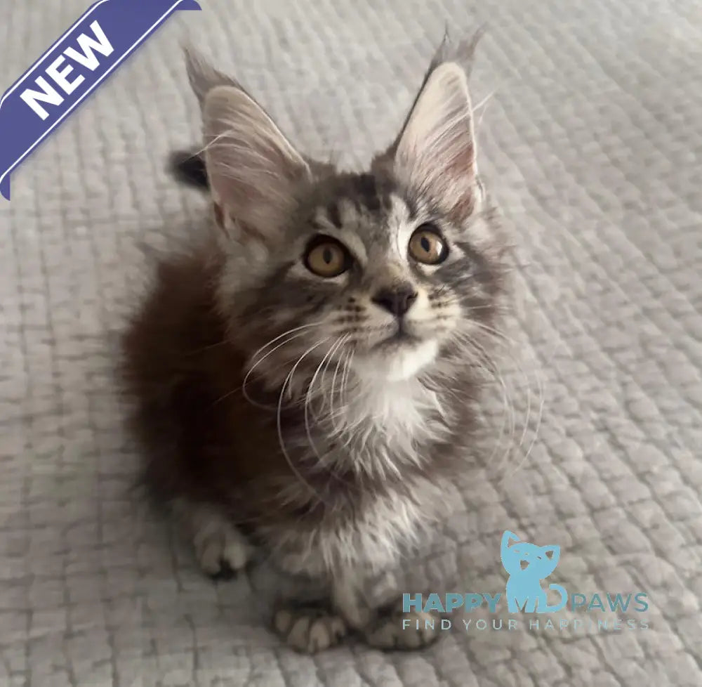 Tiny Maine Coon male black silver tabby live animals