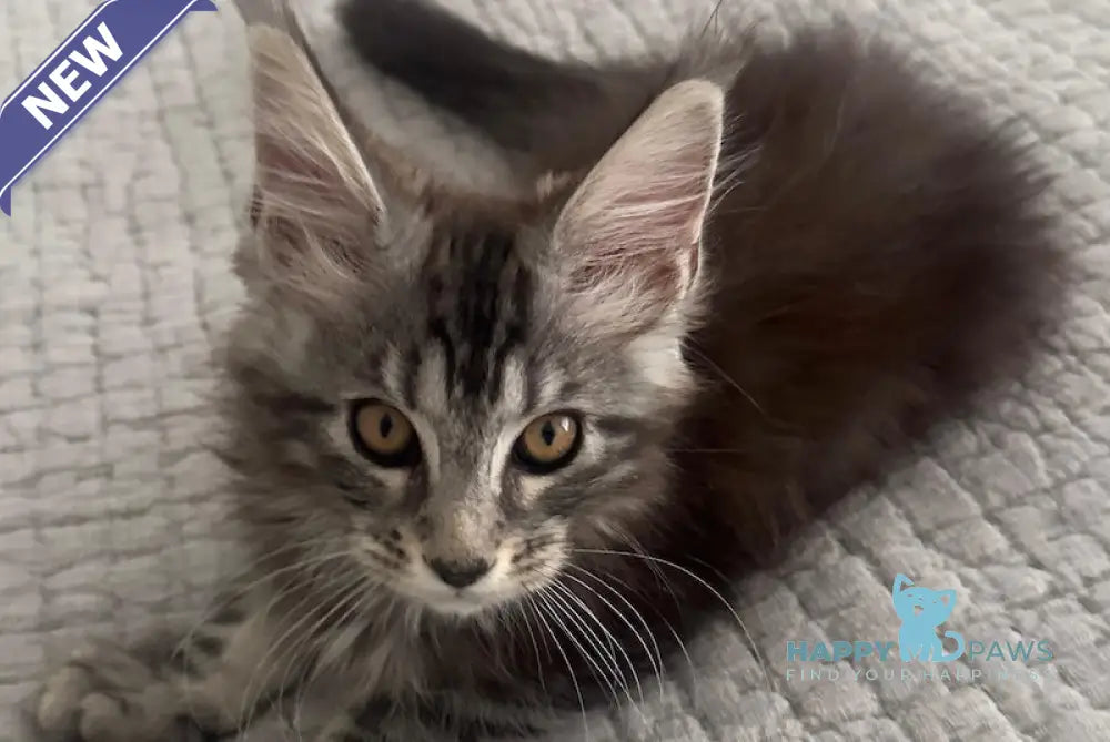 Tiny Maine Coon male black silver tabby live animals