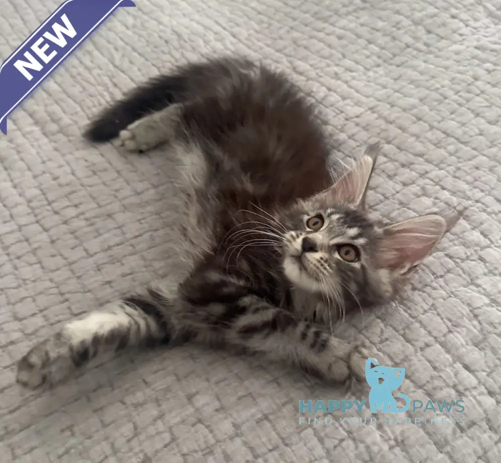 Tiny Maine Coon male black silver tabby live animals