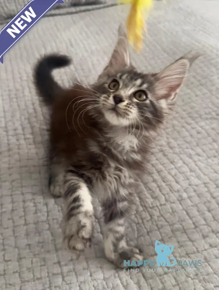 Tiny Maine Coon male black silver tabby live animals