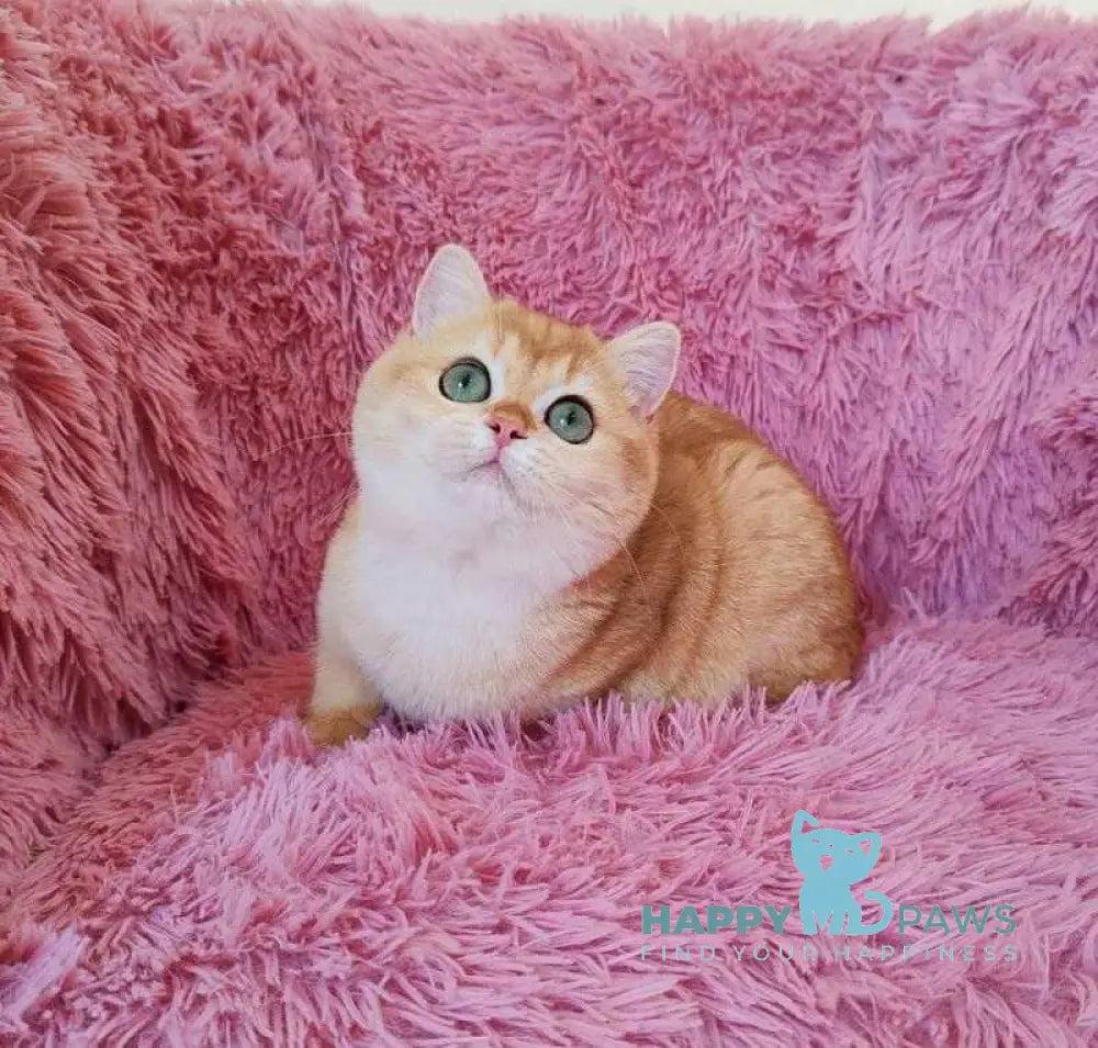 Tiola British Shorthair female black golden chinchilla live animals