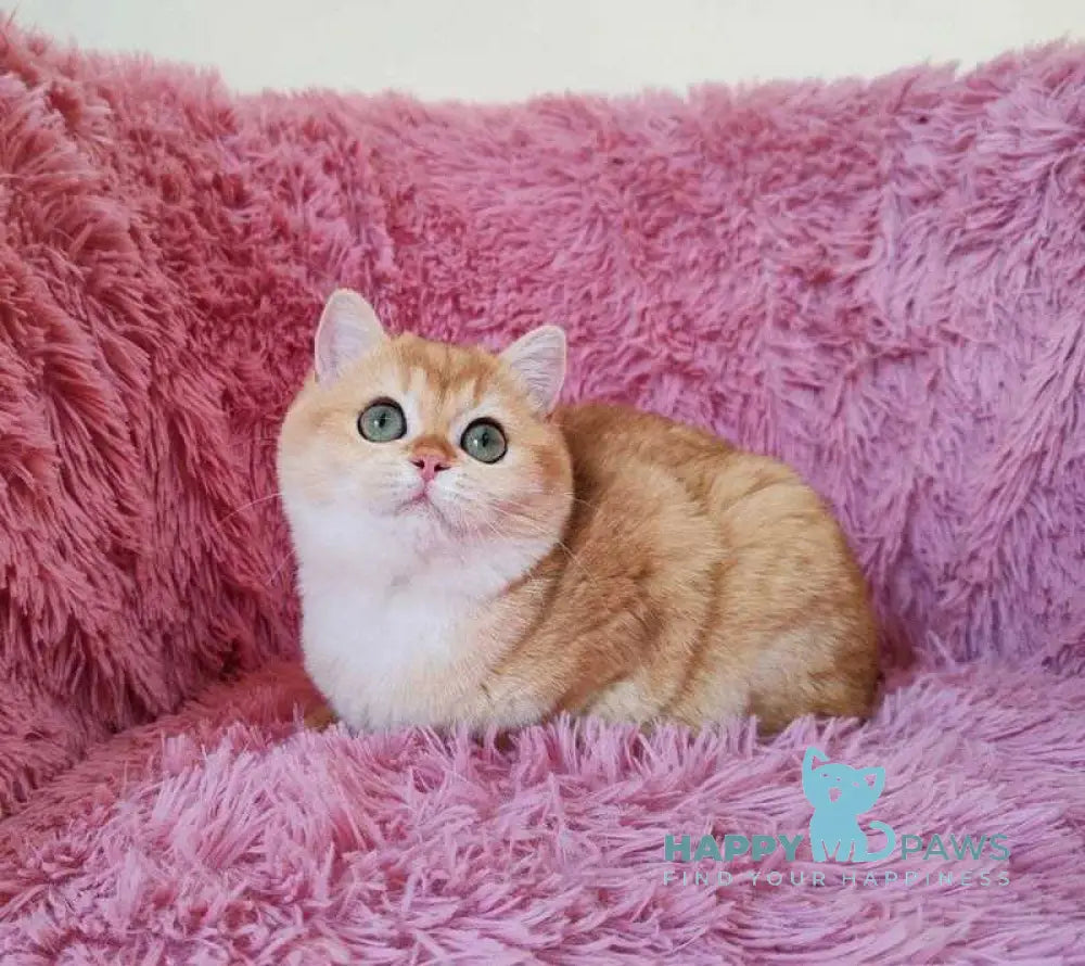 Tiola British Shorthair female black golden chinchilla live animals