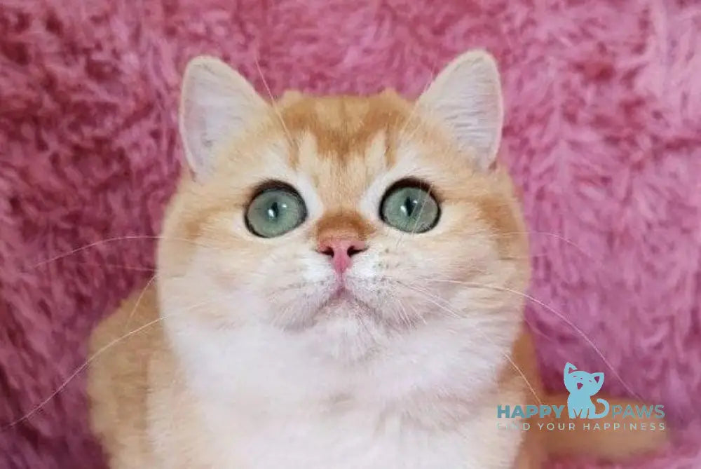 Tiola British Shorthair female black golden chinchilla live animals