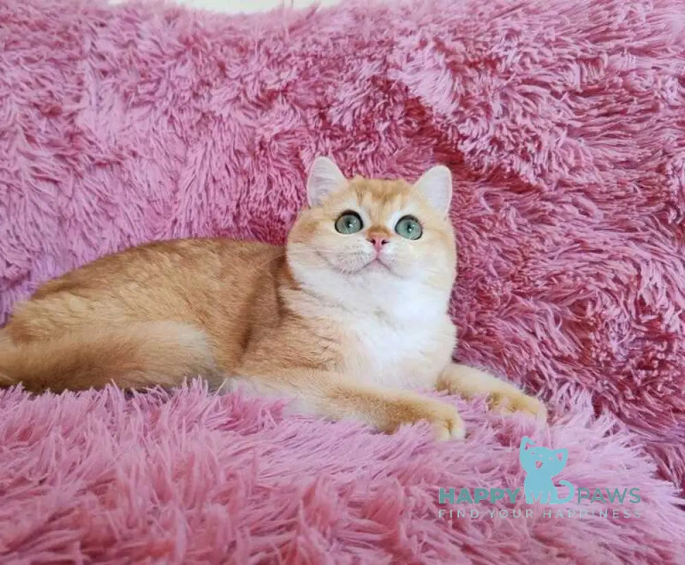 Tiola British Shorthair female black golden chinchilla live animals