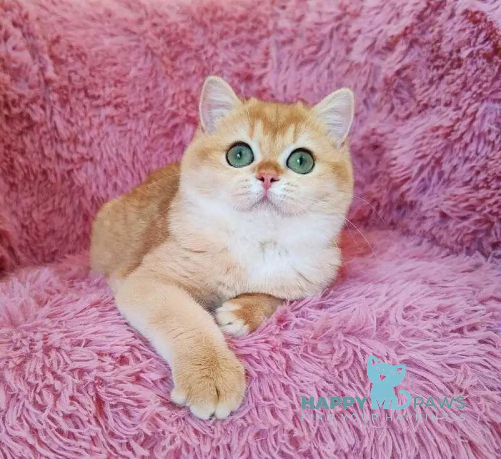 Tiola British Shorthair female black golden chinchilla live animals