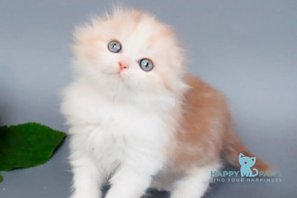 Tisa Scottish Fold female cinnamon tortie silver tabby live animals