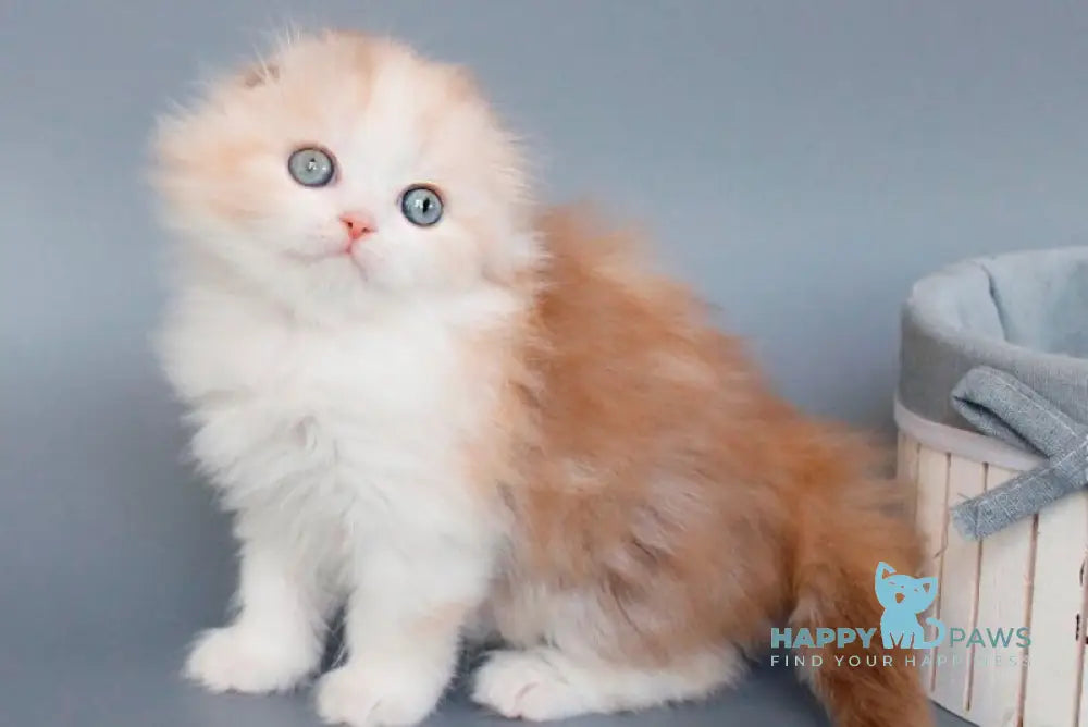 Tisa Scottish Fold female cinnamon tortie silver tabby live animals