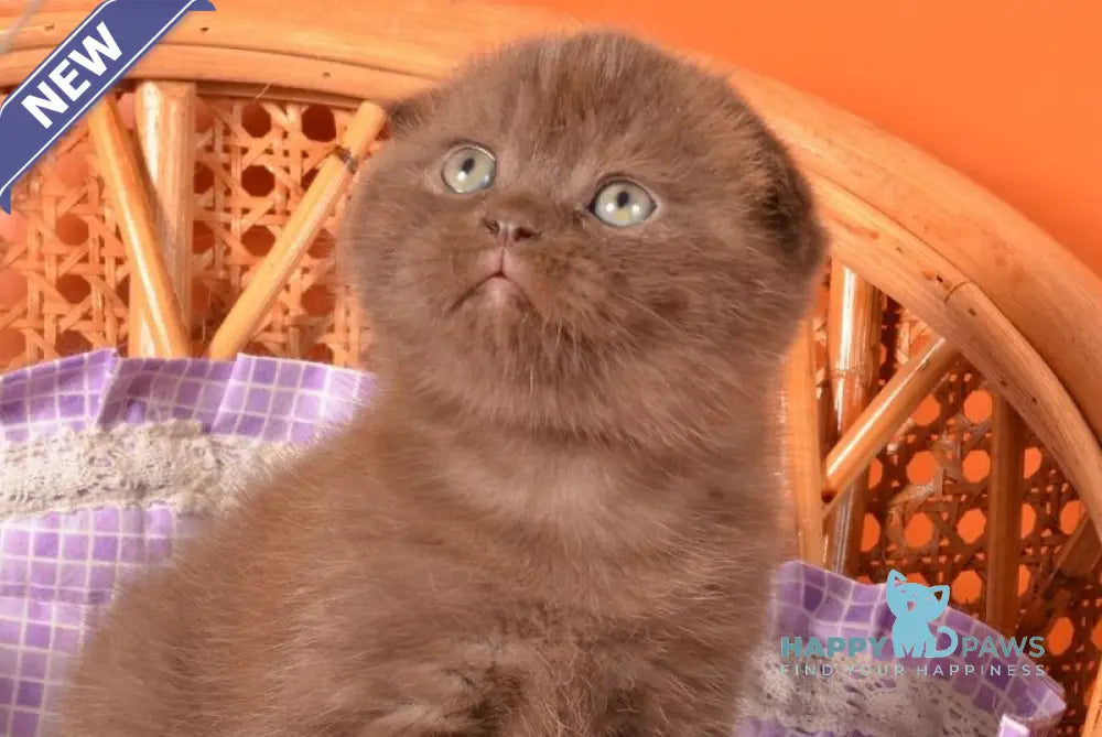Tishka Scottish Fold male chocolate live animals