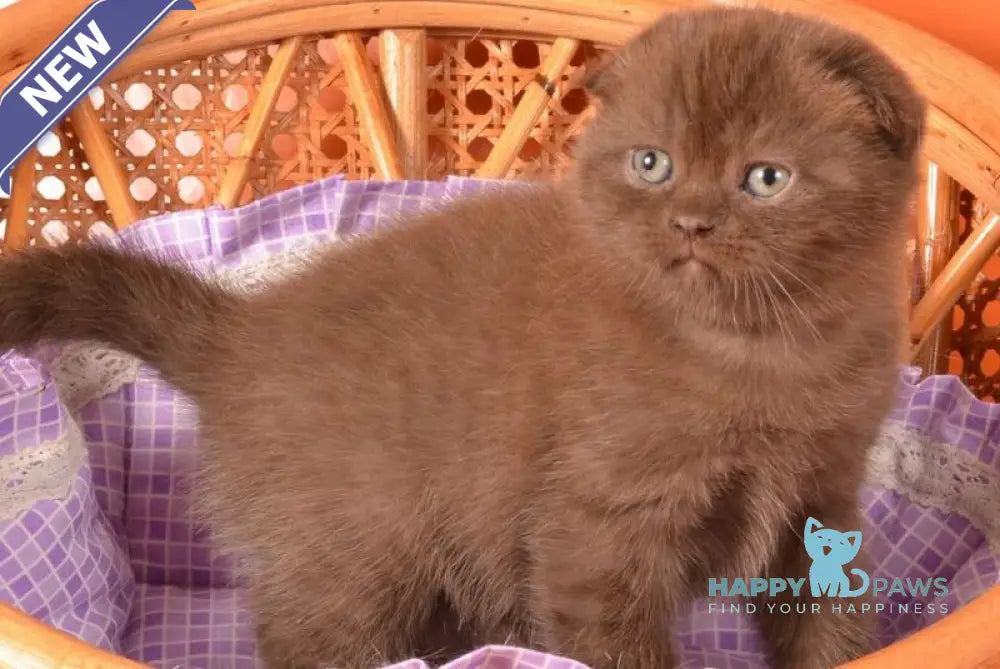 Tishka Scottish Fold male chocolate live animals