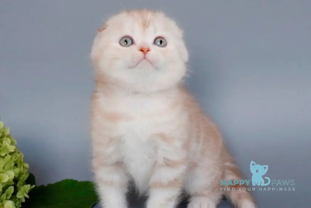 Tita Scottish Fold female cinnamon tortie silver tabby live animals