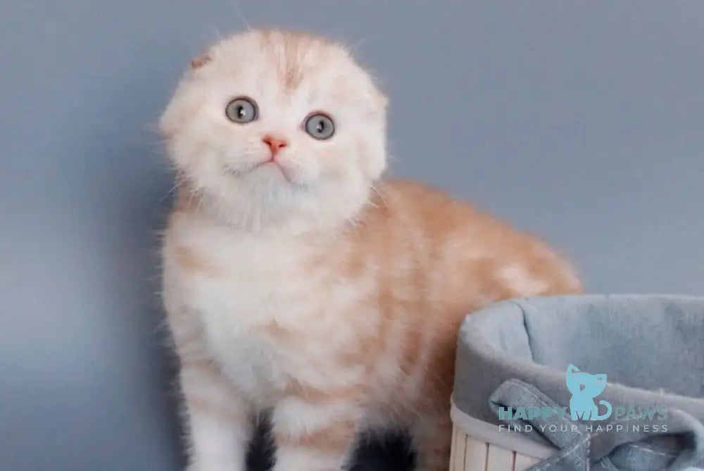 Tita Scottish Fold female cinnamon tortie silver tabby live animals