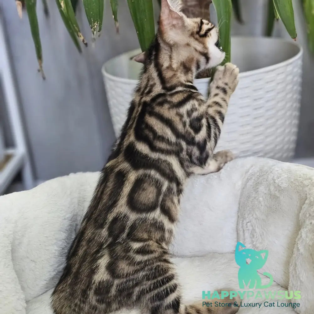 Titan Bengal male black spotted tabby - live animals