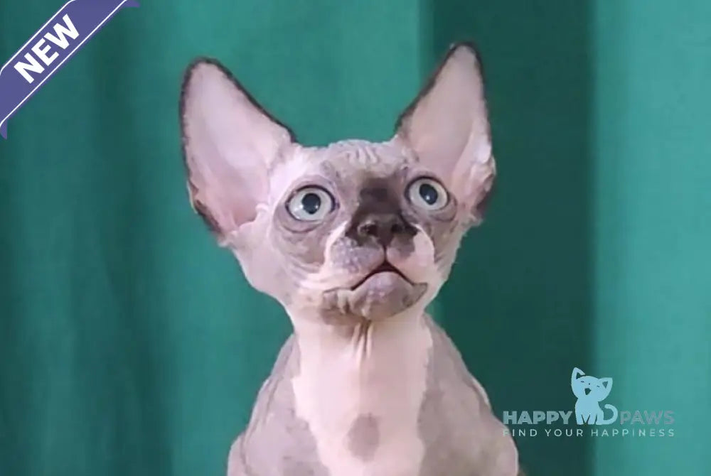 Titan Canadian Sphynx male black bicolour live animals