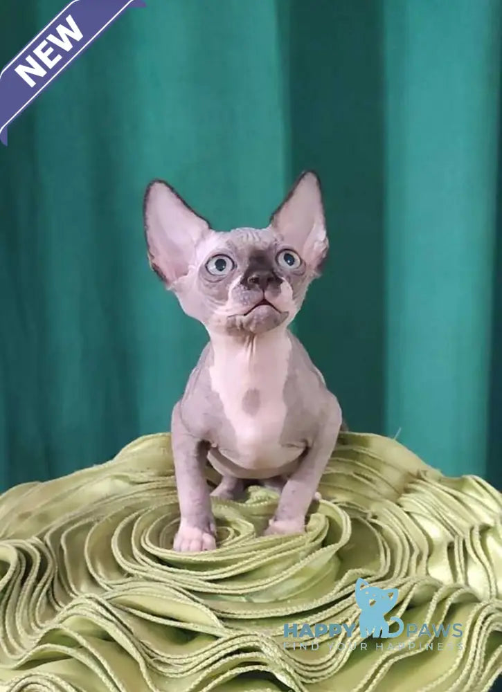 Titan Canadian Sphynx male black bicolour live animals