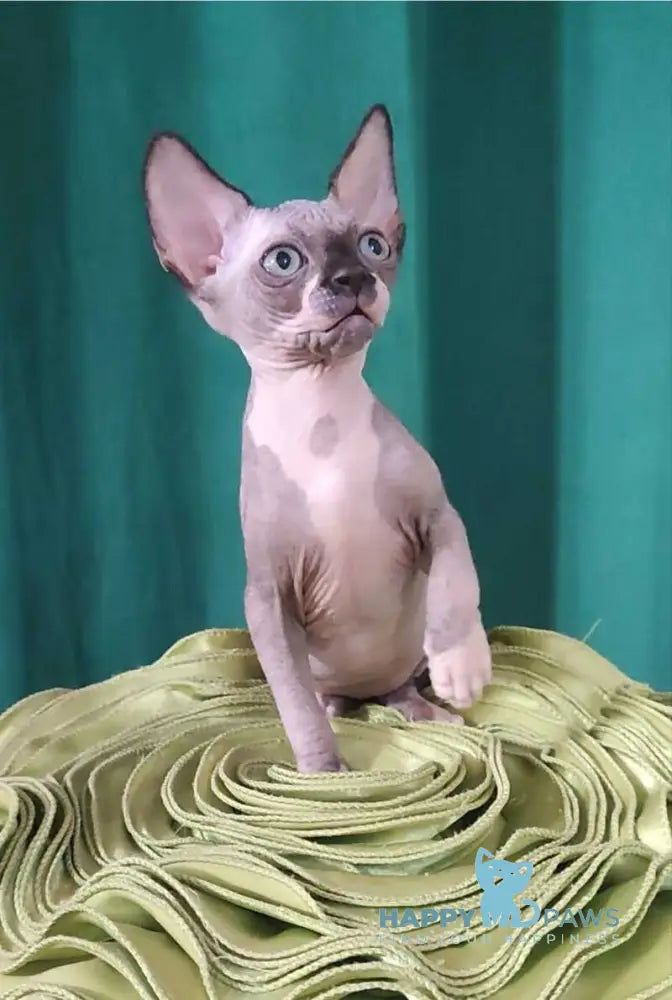 Titan Canadian Sphynx male black bicolour live animals