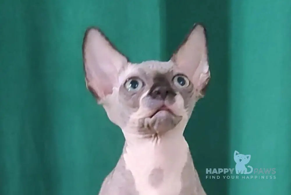 Titan Canadian Sphynx male black bicolour live animals