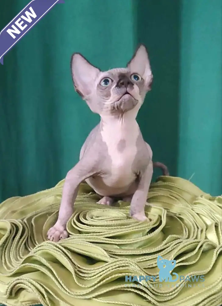 Titan Canadian Sphynx male black bicolour live animals