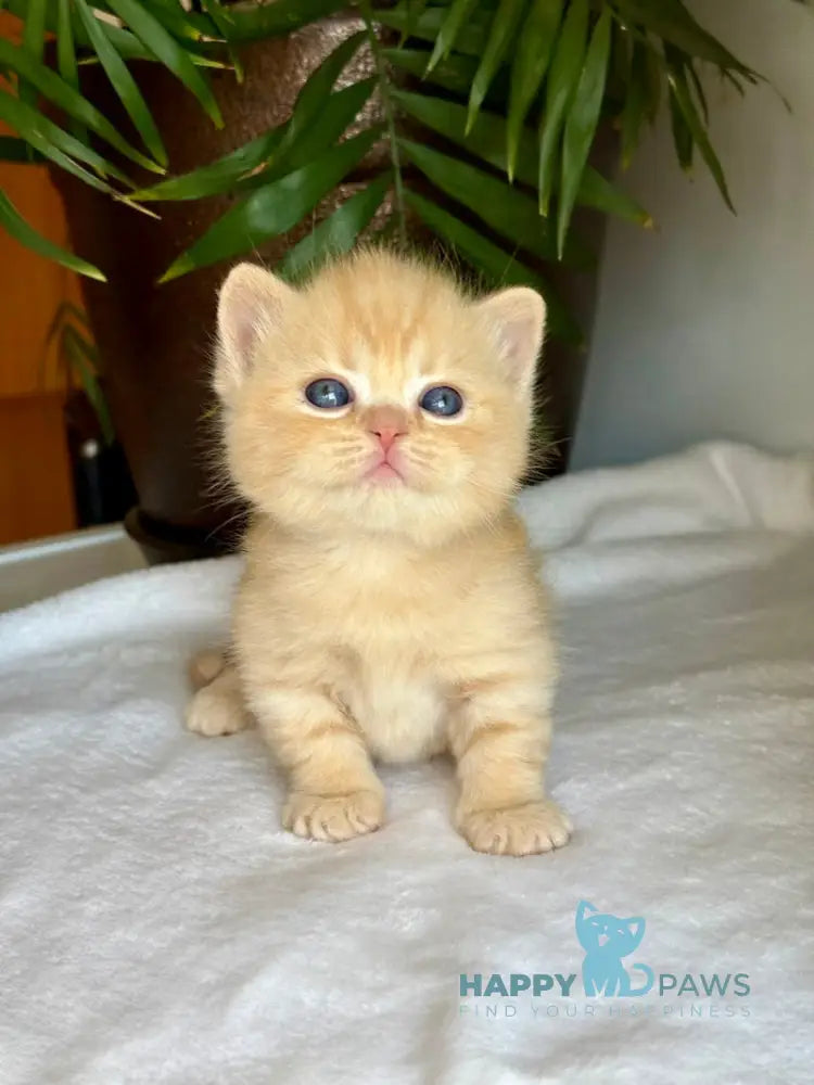Titan Munchkin male red live animals