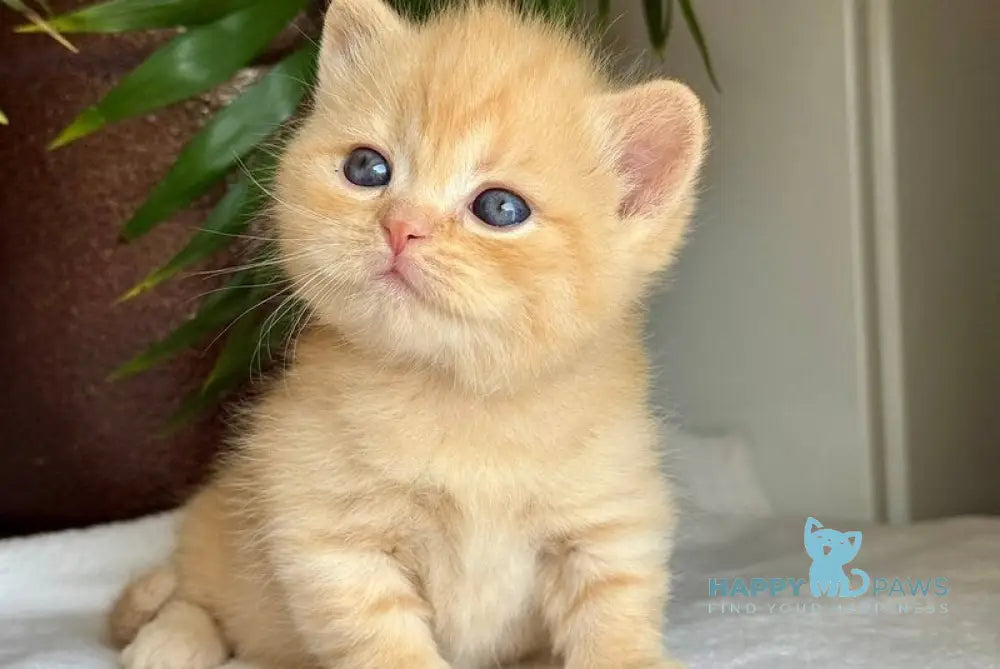 Titan Munchkin male red live animals