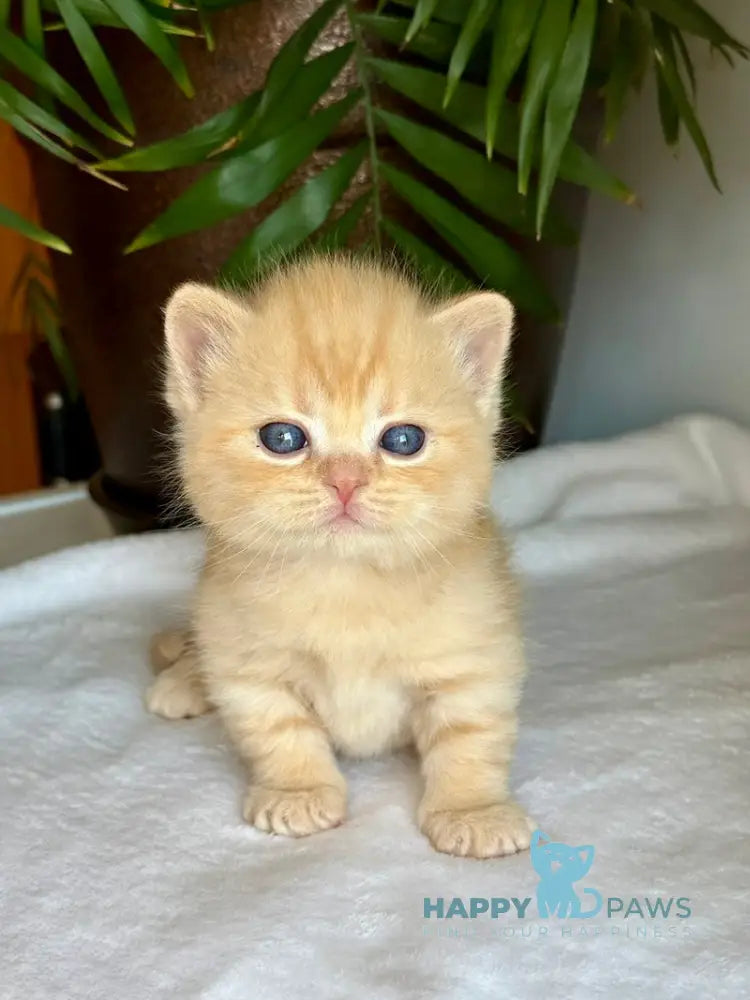 Titan Munchkin male red live animals