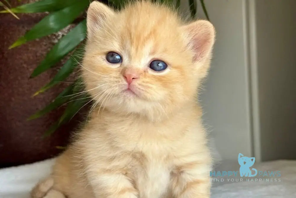 Titan Munchkin male red live animals