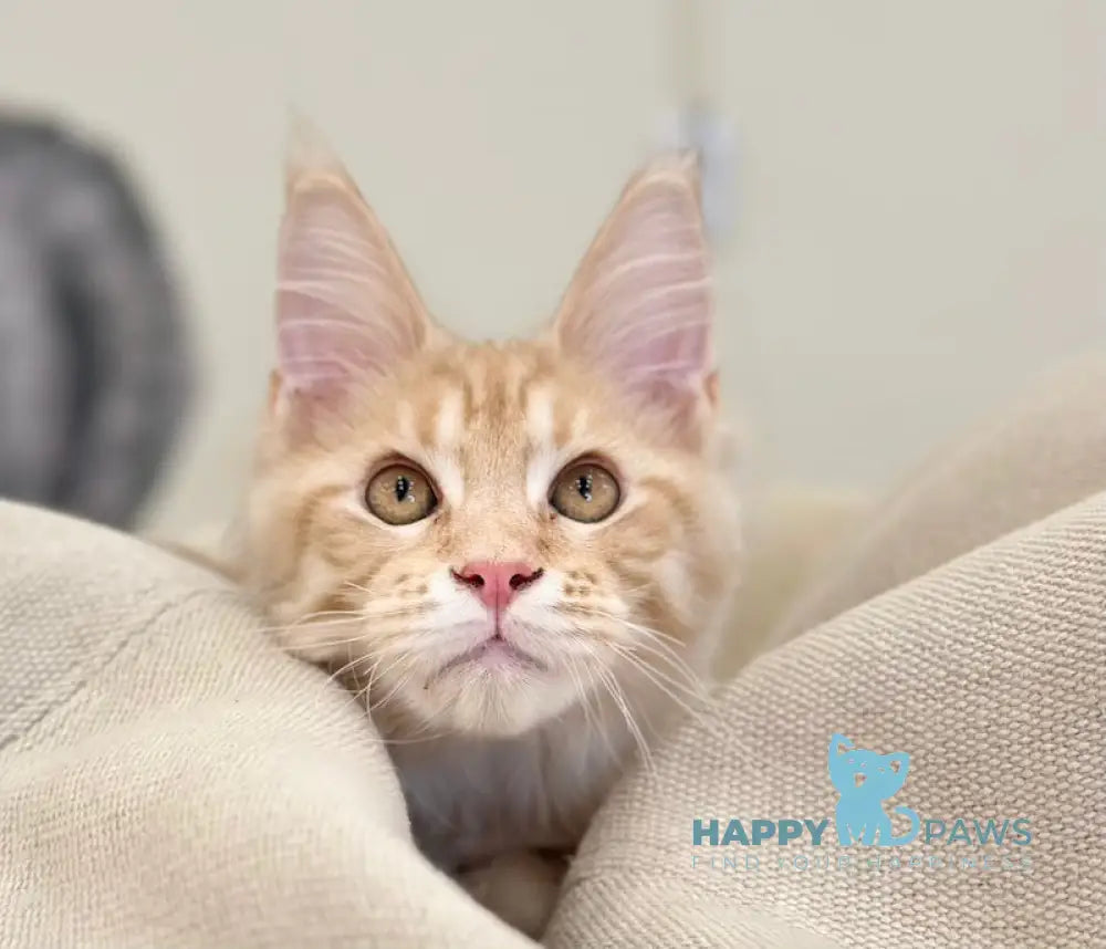 Titus Maine Coon male red silver live animals