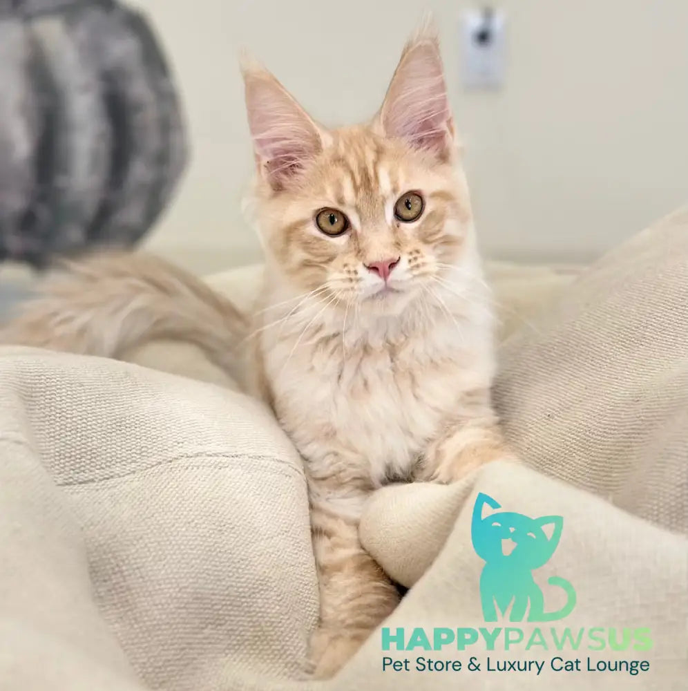 Titus Maine Coon male red silver live animals