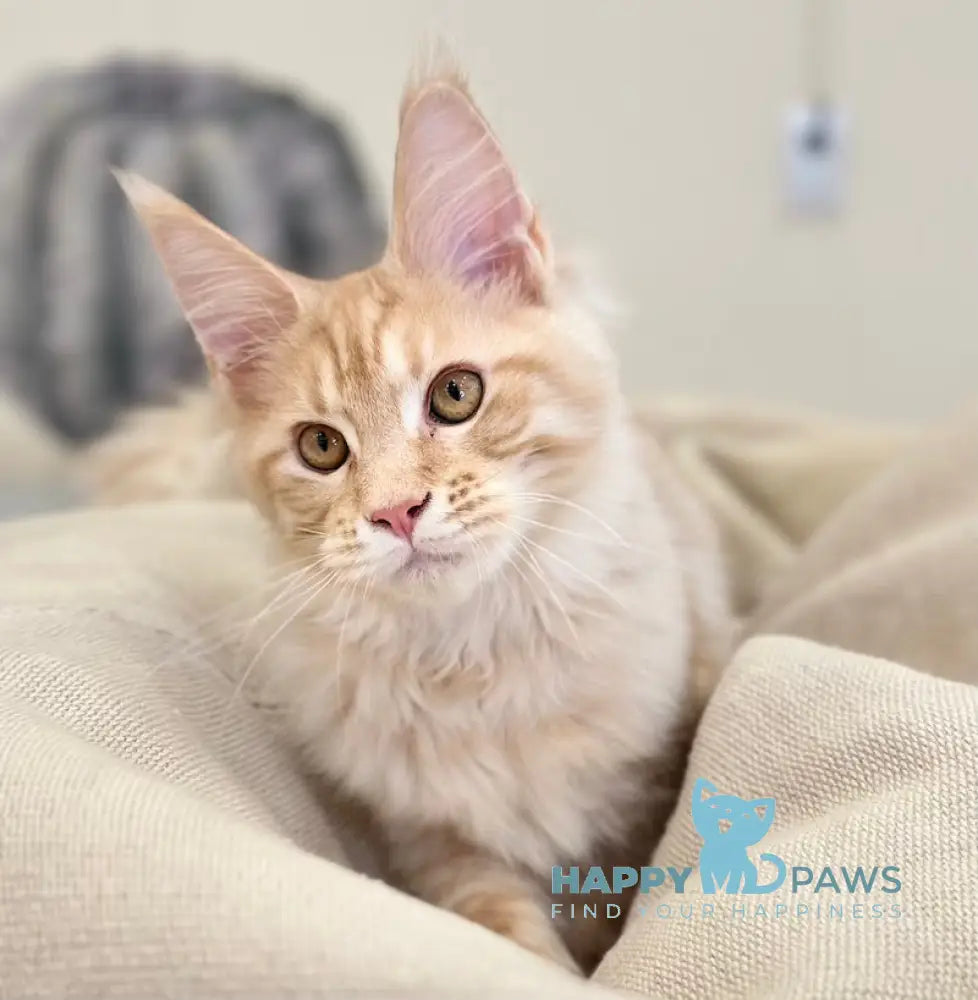 Titus Maine Coon male red silver live animals