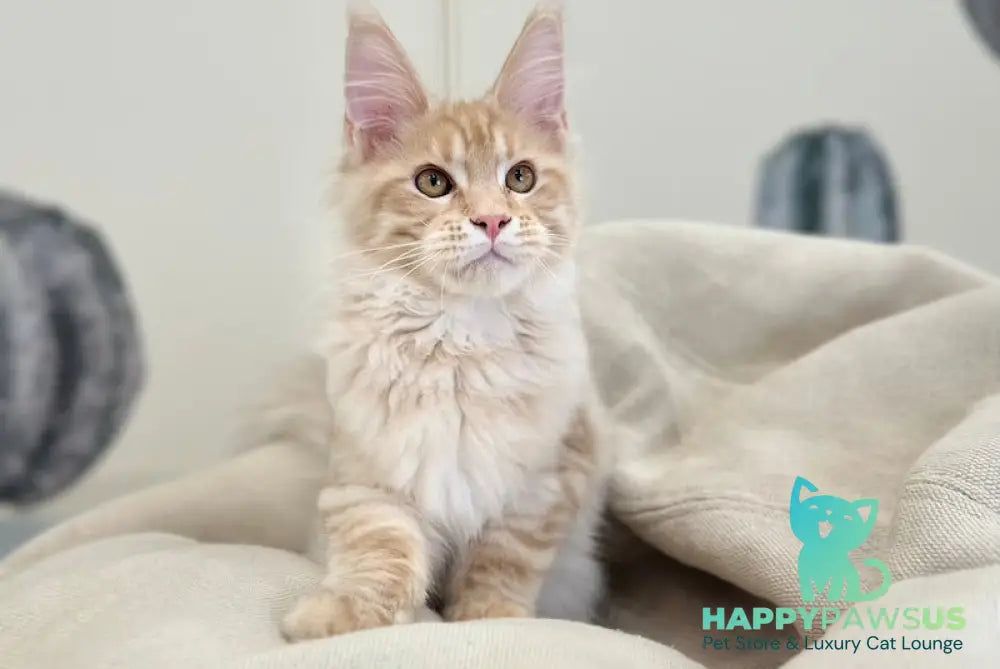 Titus Maine Coon male red silver live animals