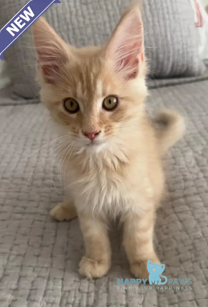 Titus Maine Coon male red silver live animals